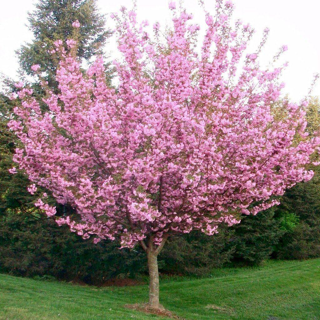 Prunus Serrulata Kwanzan - View 16 from www redcrocus com