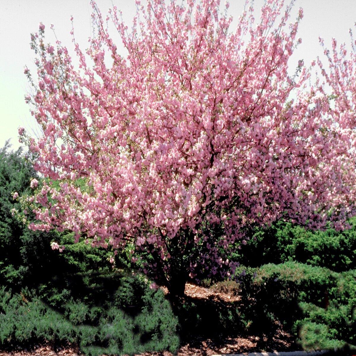 Prunus Serrulata Kwanzan - View 18 from www redcrocus com