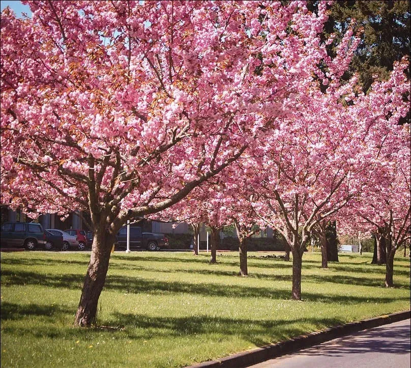Prunus Serrulata Kwanzan - View 18 from www redcrocus com