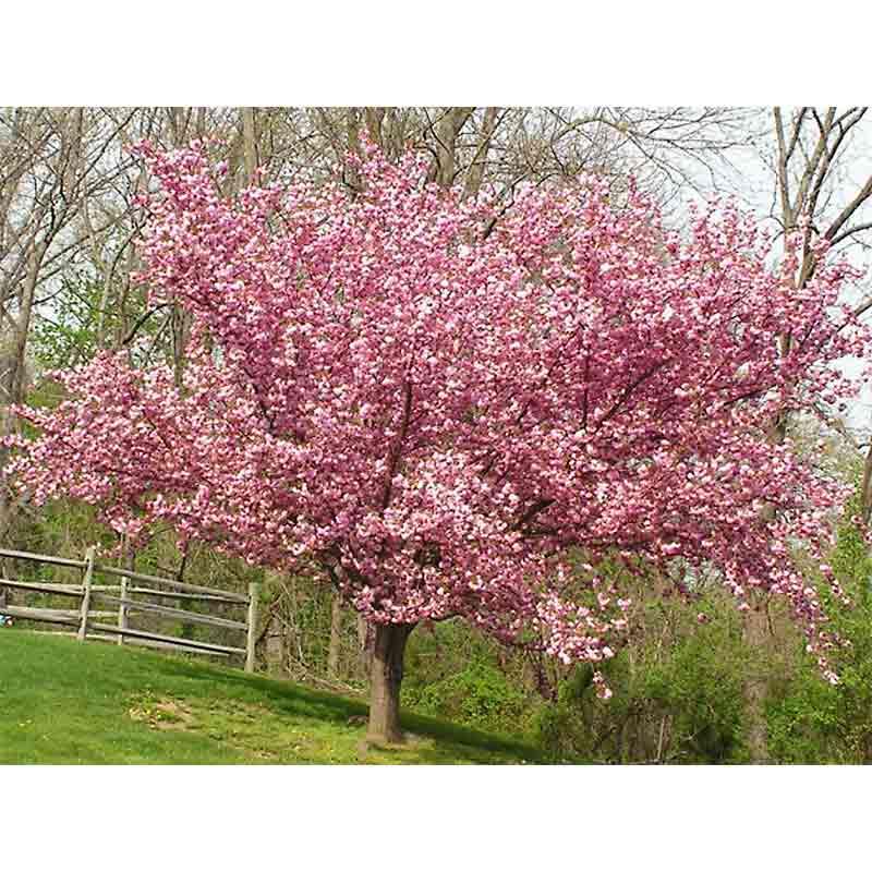 Prunus Serrulata Kwanzan - View 1 from www redcrocus com