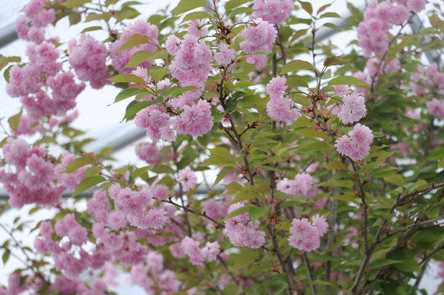 Prunus Serrulata Kwanzan - View 20 from www redcrocus com
