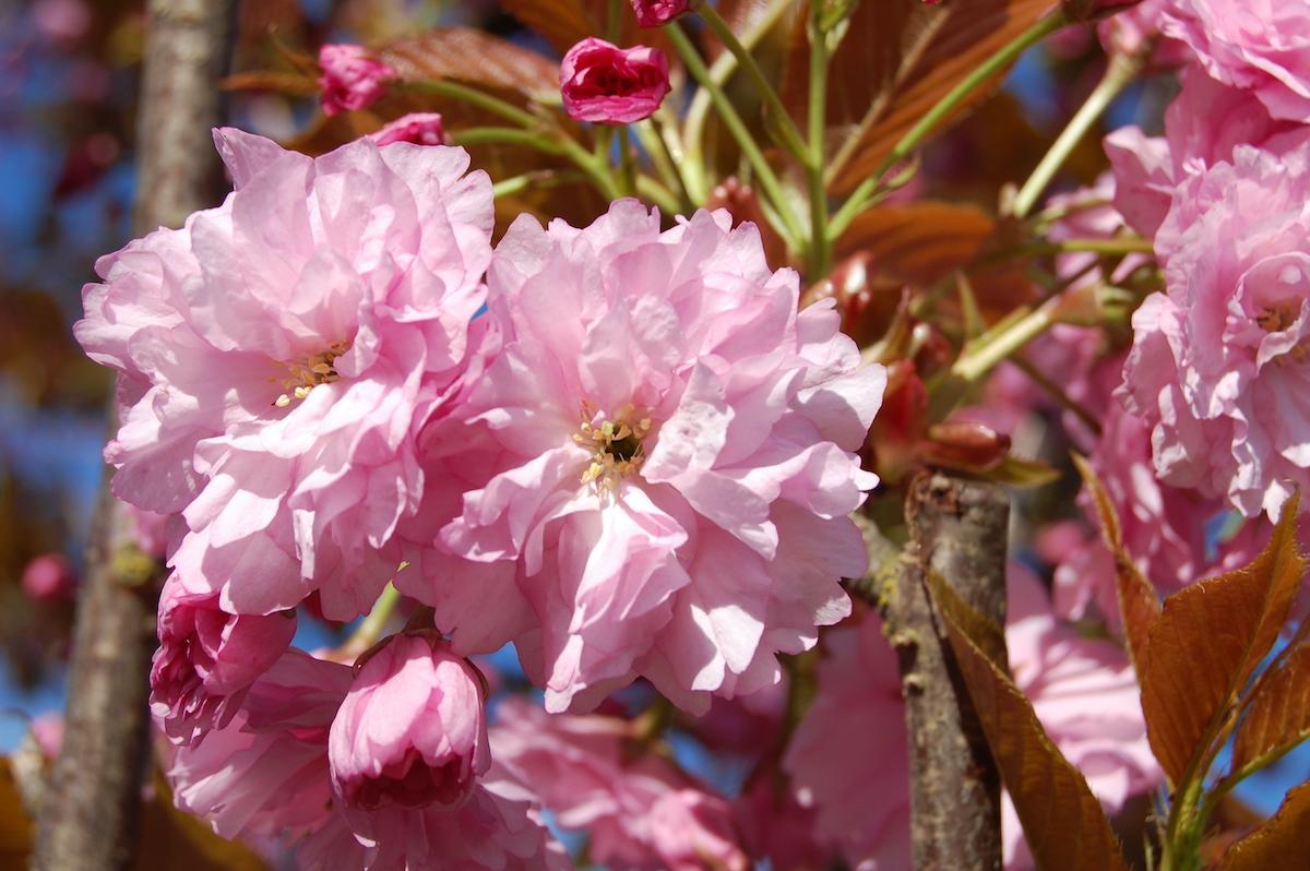 Prunus Serrulata Kwanzan - View 2 from www redcrocus com
