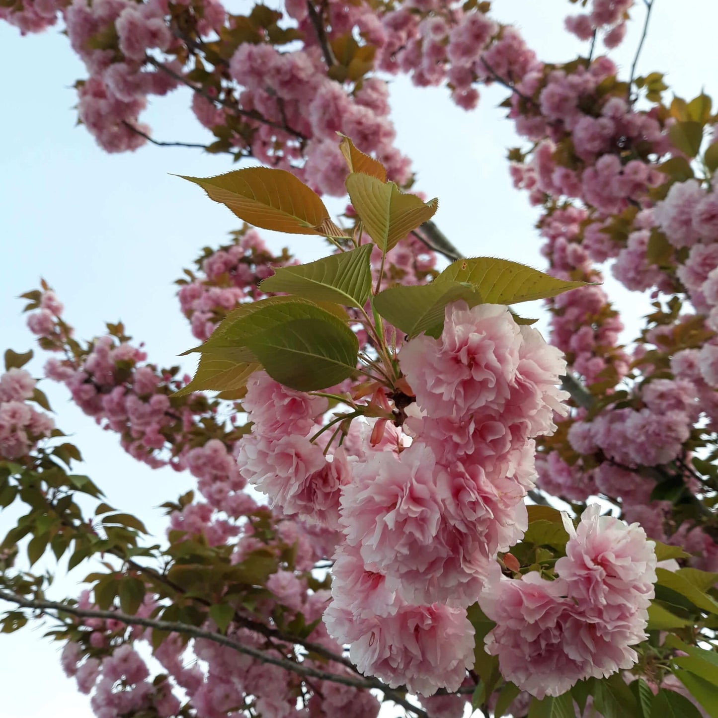 Prunus Serrulata Kwanzan - View 3 from www redcrocus com