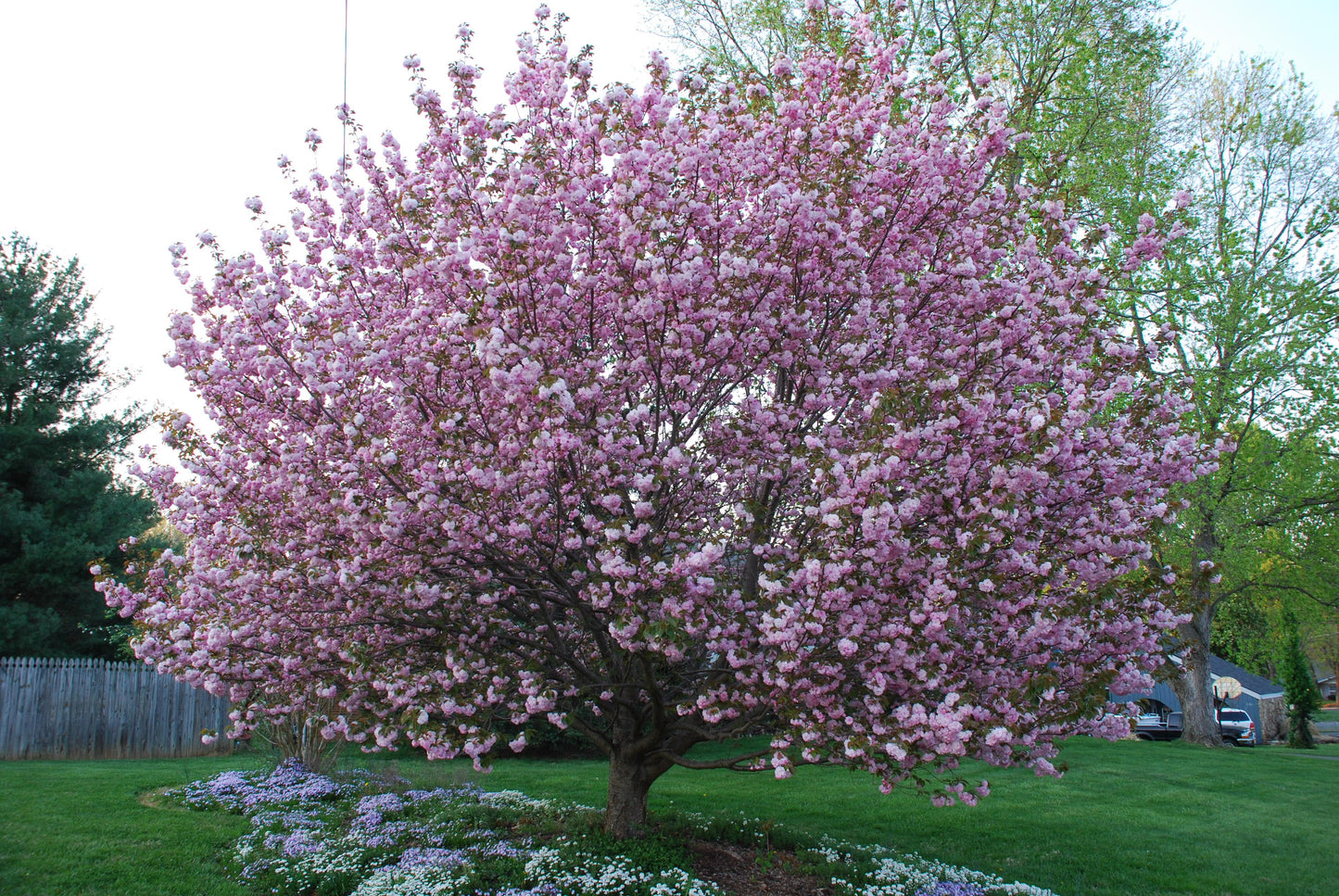 Prunus Serrulata Kwanzan - View 4 from www redcrocus com