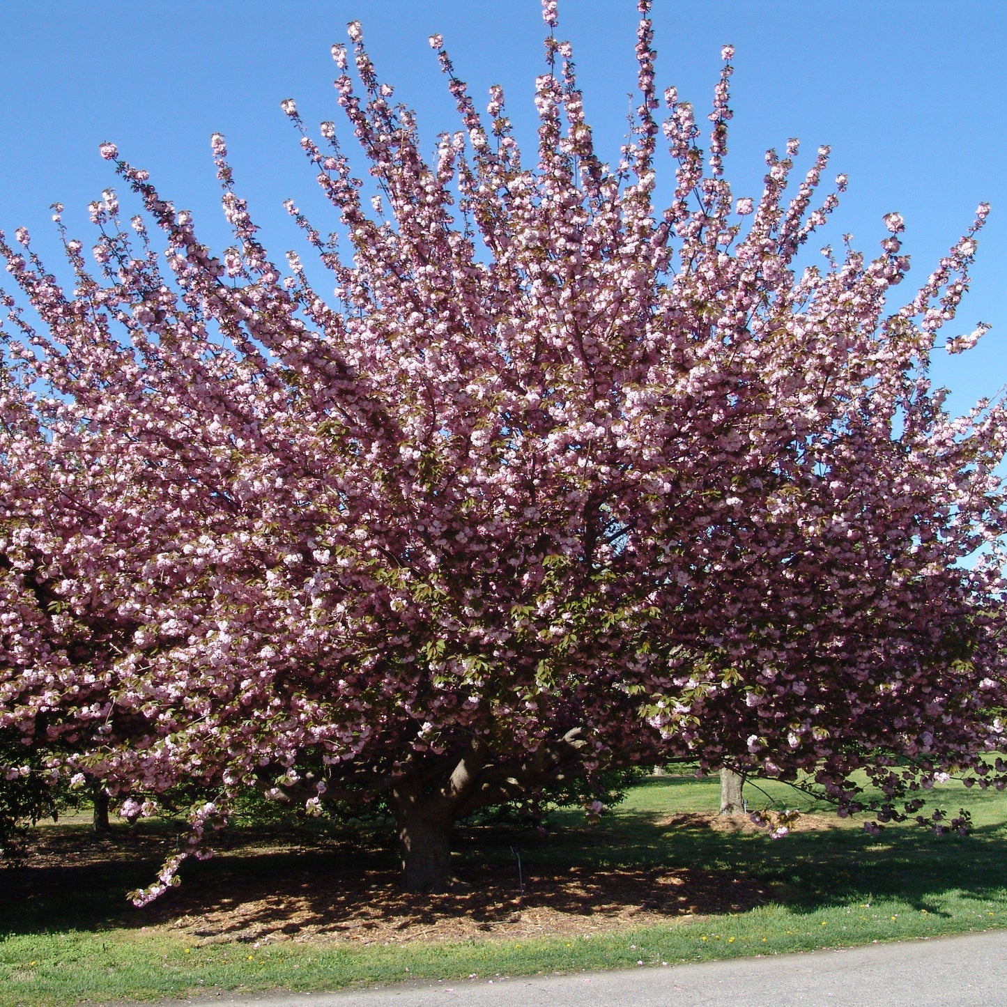 Prunus Serrulata Kwanzan - View 6 from www redcrocus com