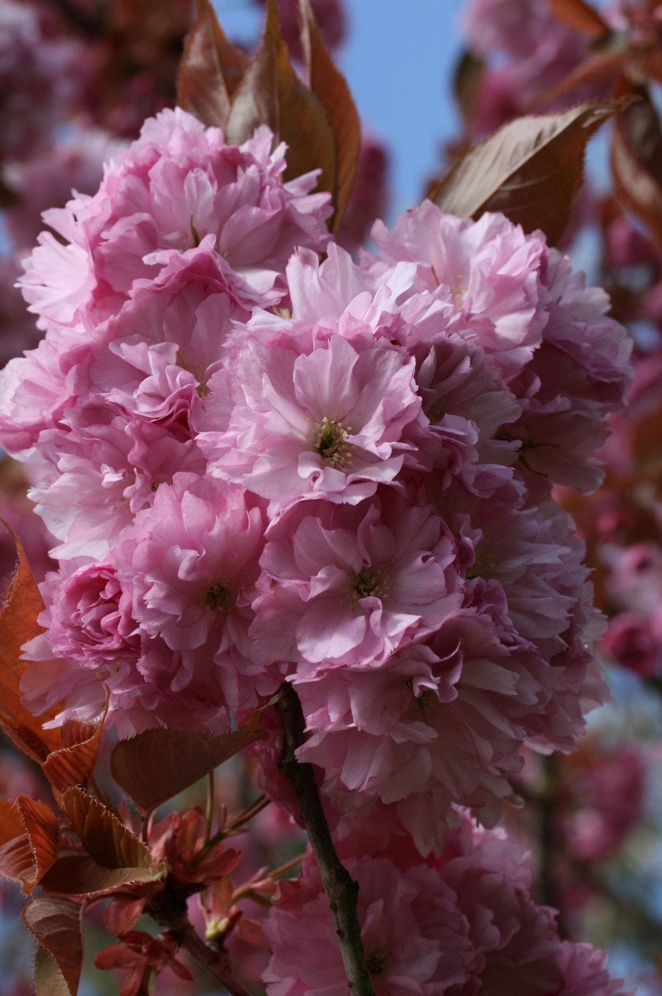Prunus Serrulata Kwanzan - View 7 from www redcrocus com