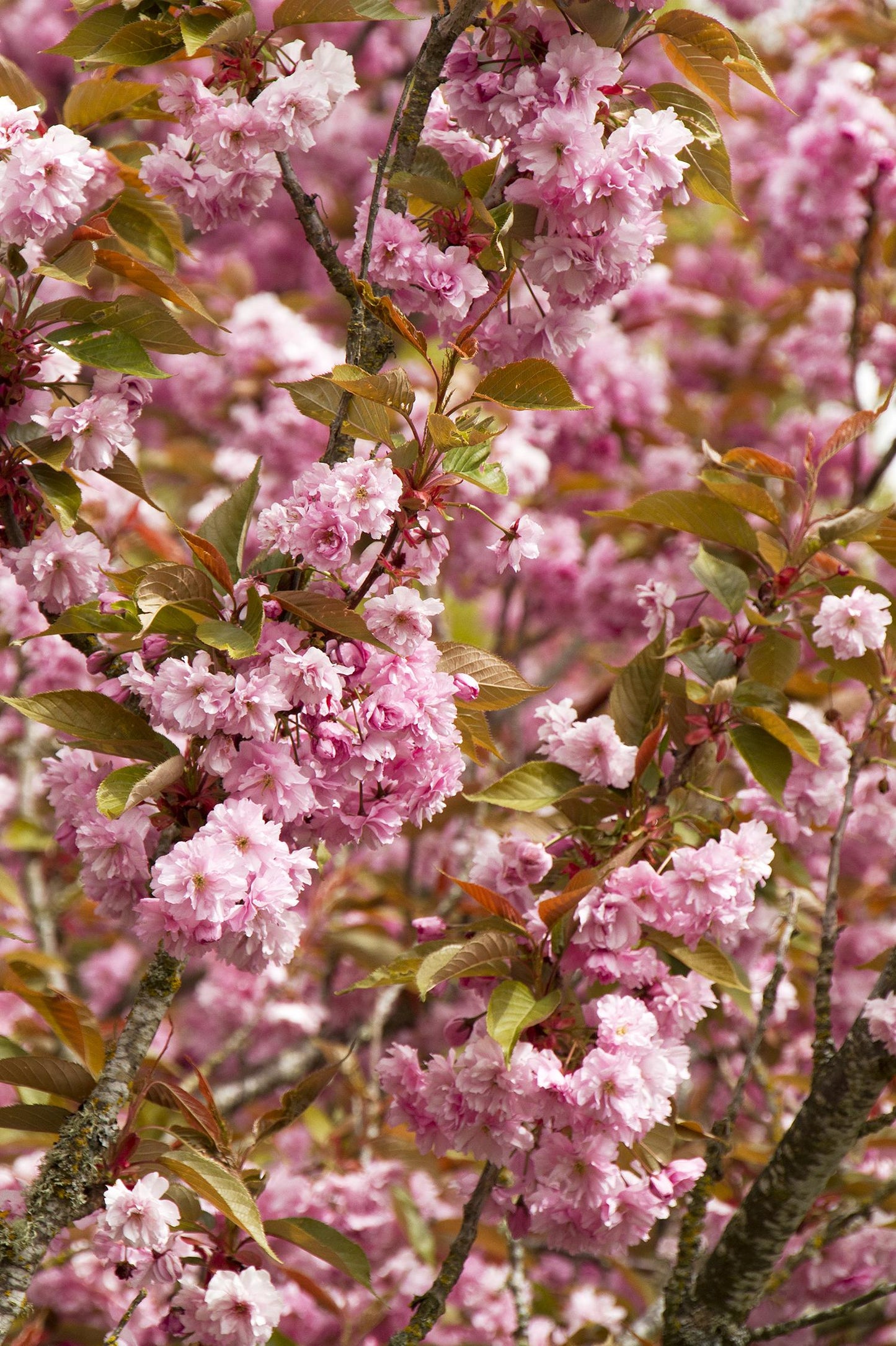 Prunus Serrulata Kwanzan - View 9 from www redcrocus com