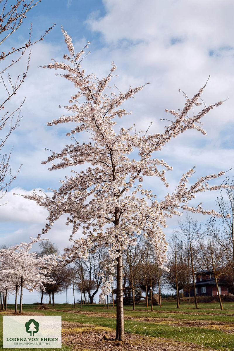 Prunus Yedoensis - View 14 from www redcrocus com