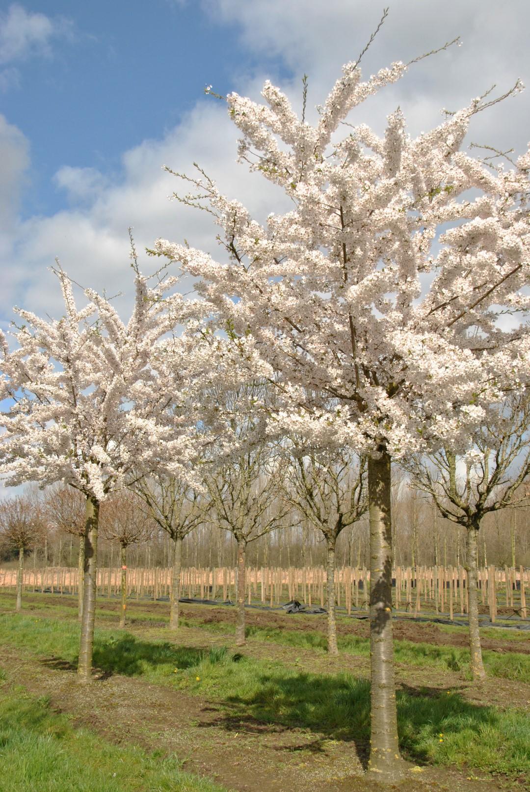 Prunus Yedoensis - View 2 from www redcrocus com