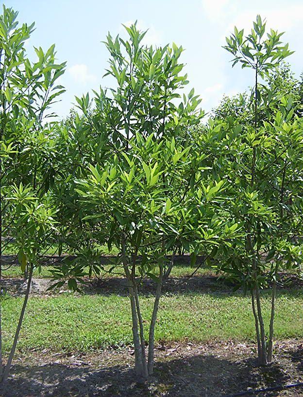 Magnolia Virginiana Multi Stem - View 11 from www redcrocus com