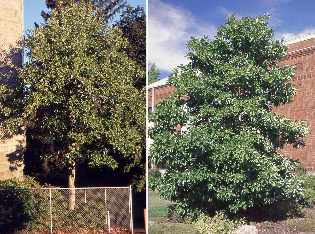 Magnolia Virginiana Multi Stem - View 16 from www redcrocus com