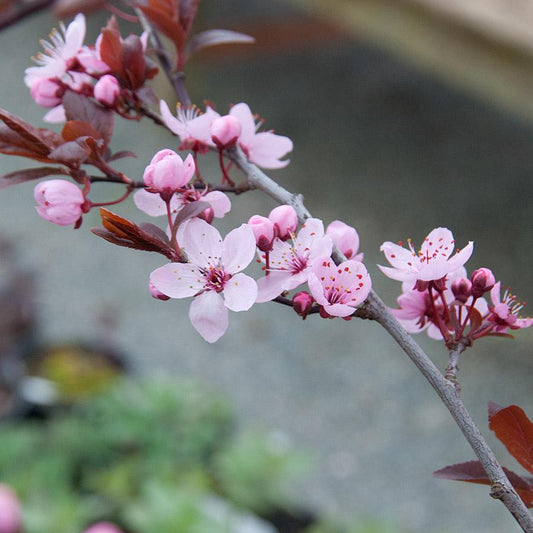 Prunus Cerasifera Thundercloud - View 10 from www redcrocus com