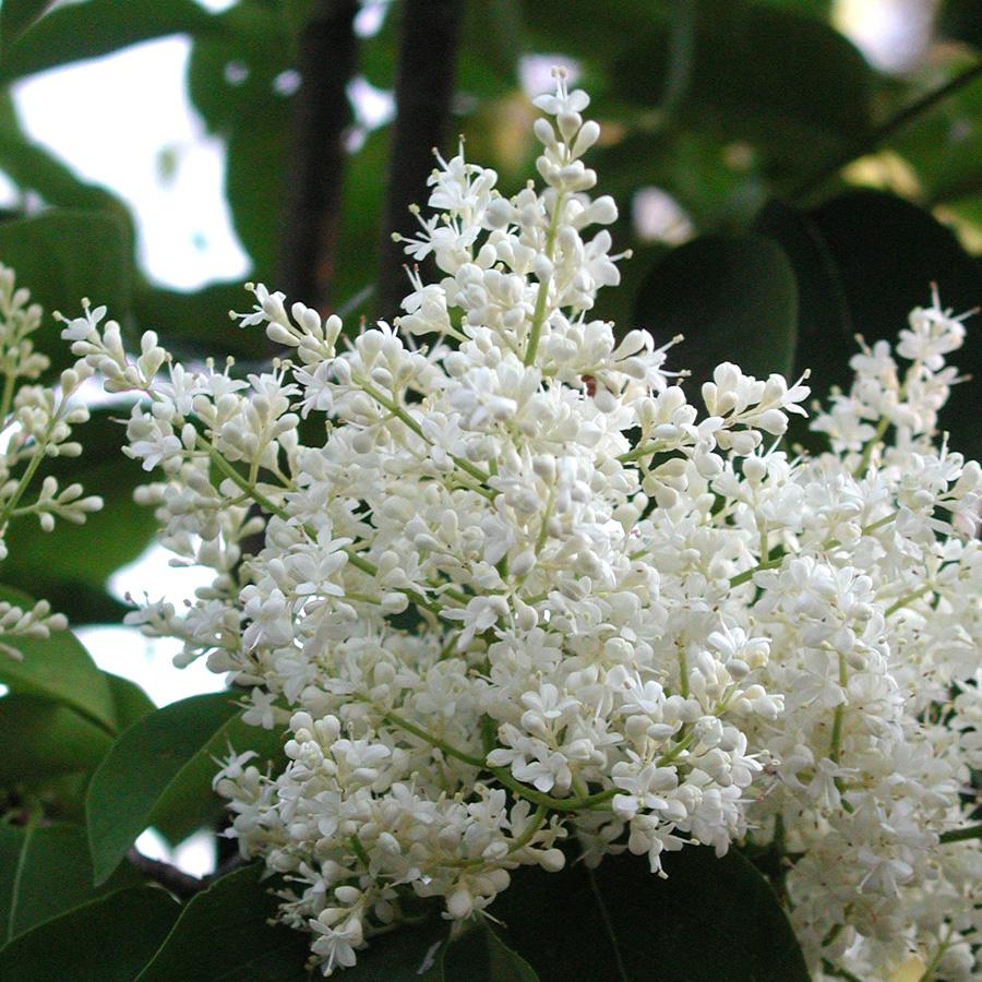 Syringa Reticulata Ivory Silk - View 19 from www redcrocus com