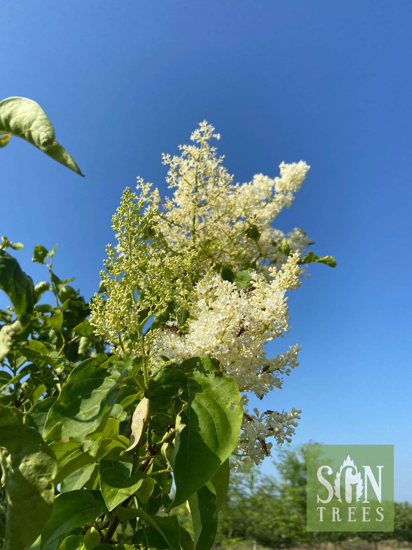Syringa Reticulata Ivory Silk - View 20 from www redcrocus com
