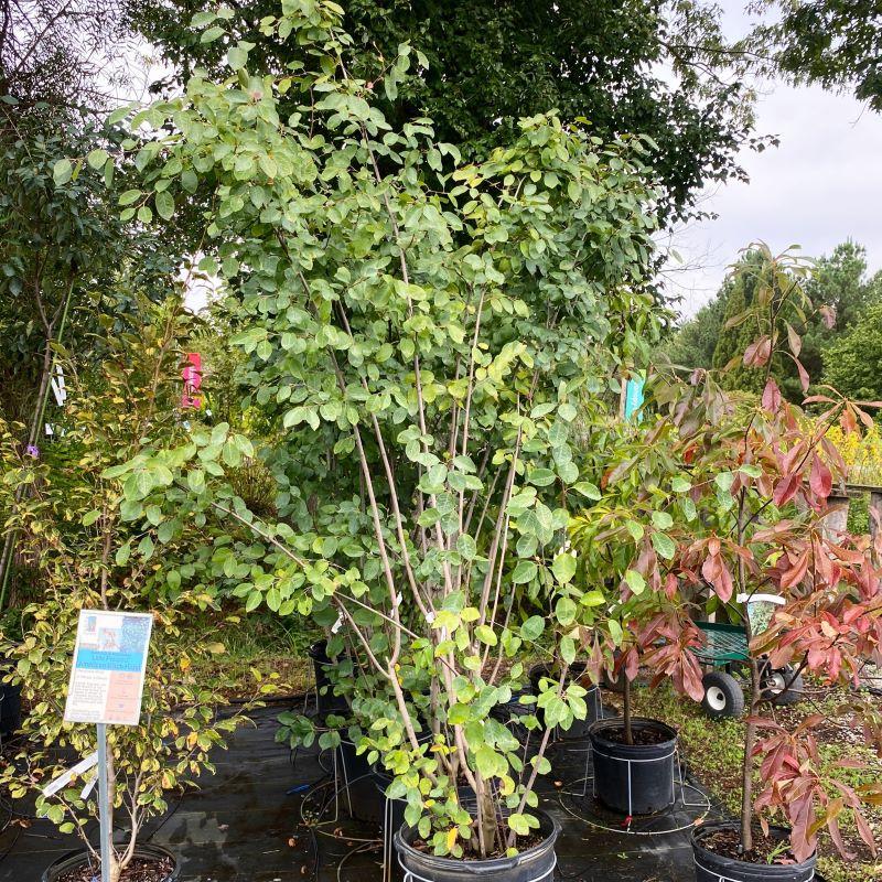 Amelanchier Grandiflora Autumn Brilliance Multi Stem - View 6 from www redcrocus com