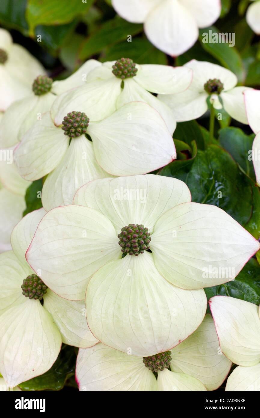 Cornus Kousa Single Stem - View 11 from www redcrocus com