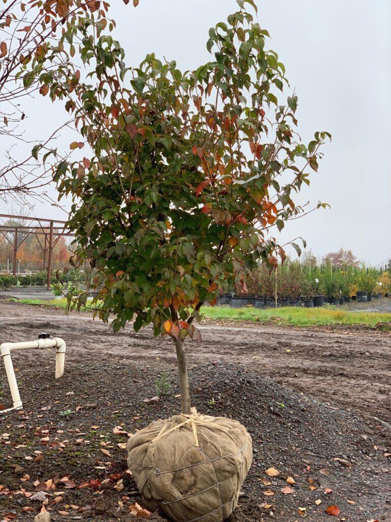 Cornus Kousa Single Stem - View 16 from www redcrocus com