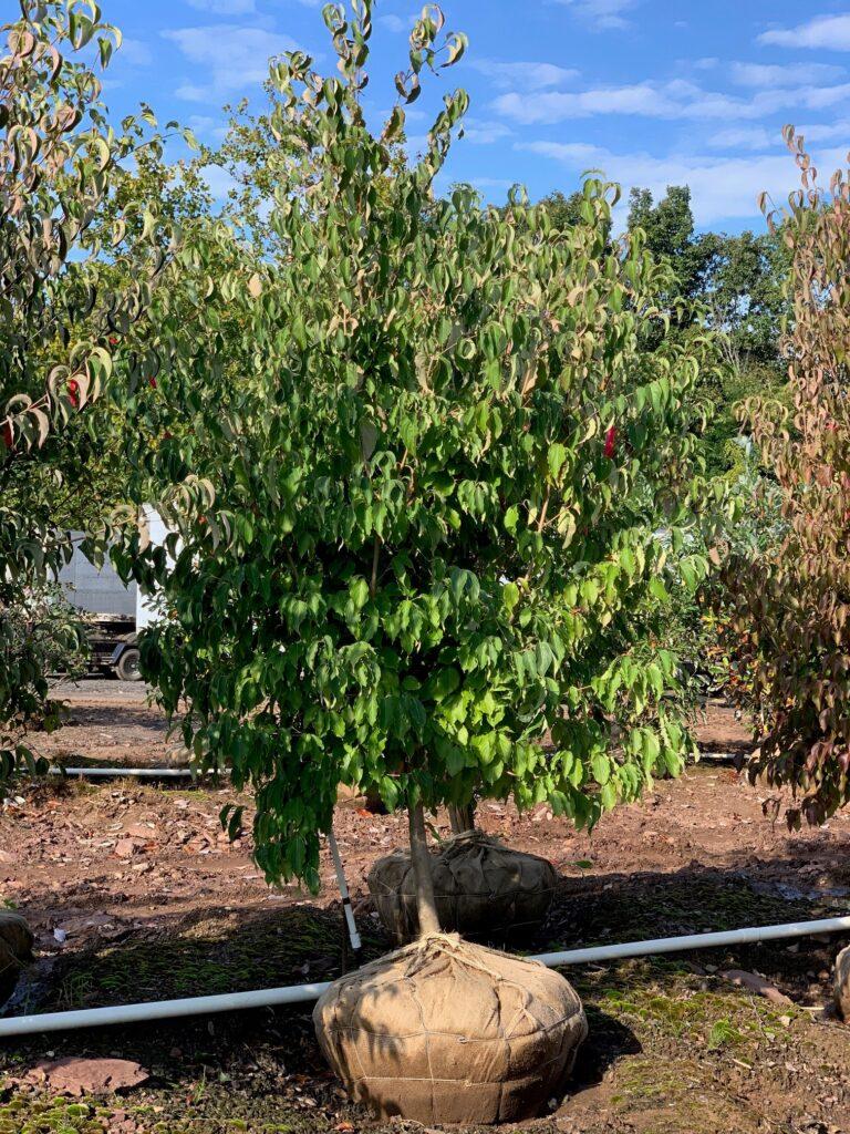Cornus Kousa Single Stem - View 18 from www redcrocus com