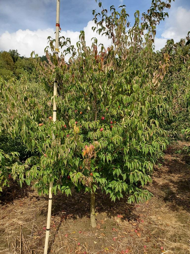 Cornus Kousa Single Stem - View 19 from www redcrocus com