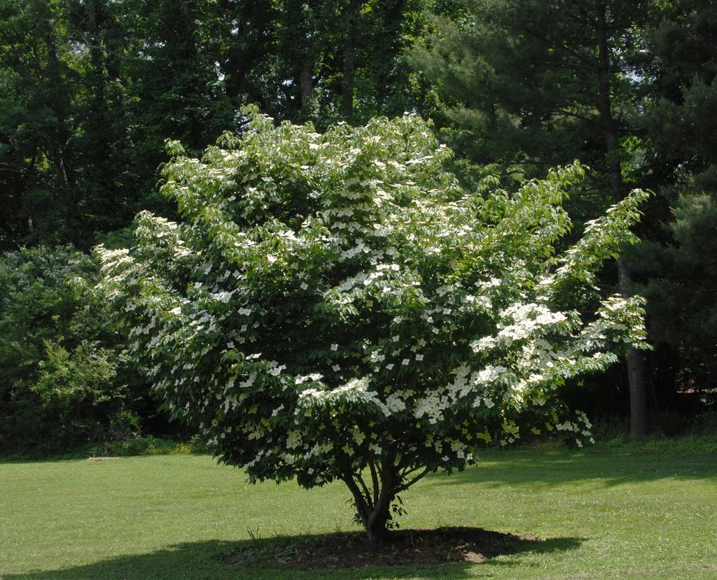 Cornus Kousa Single Stem - View 3 from www redcrocus com