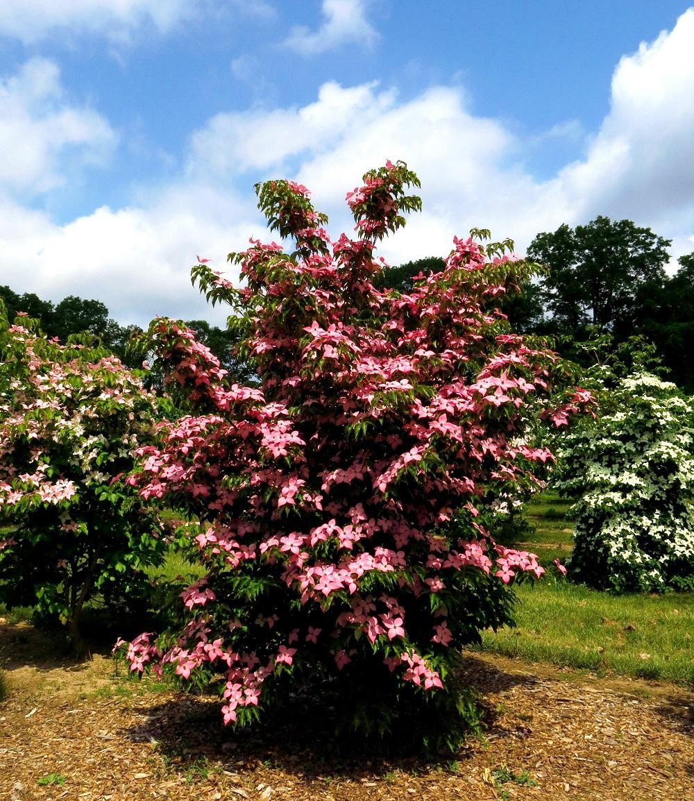 Cornus Kousa Single Stem - View 4 from www redcrocus com