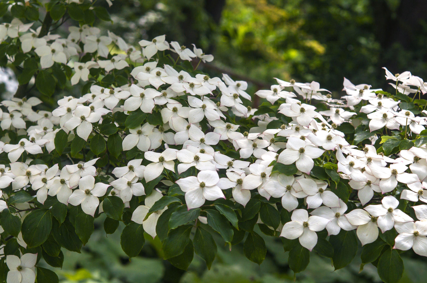 Cornus Kousa Single Stem - View 5 from www redcrocus com