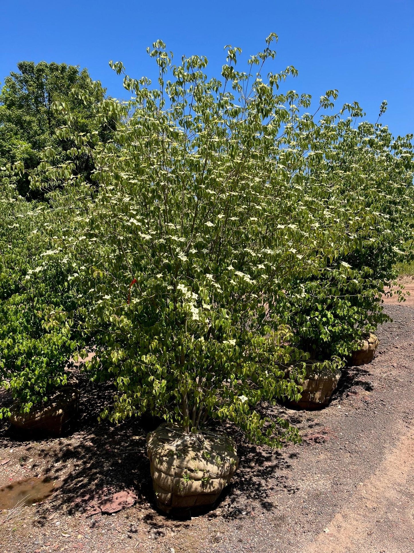 Cornus Kousa Single Stem - View 7 from www redcrocus com