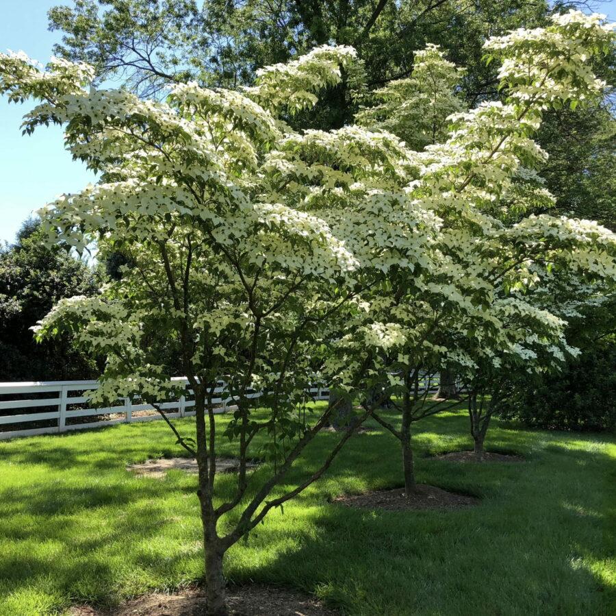 Cornus Kousa Single Stem - View 9 from www redcrocus com