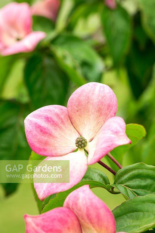 Cornus Rutdan Celestial Single Stem - View 16 from www redcrocus com