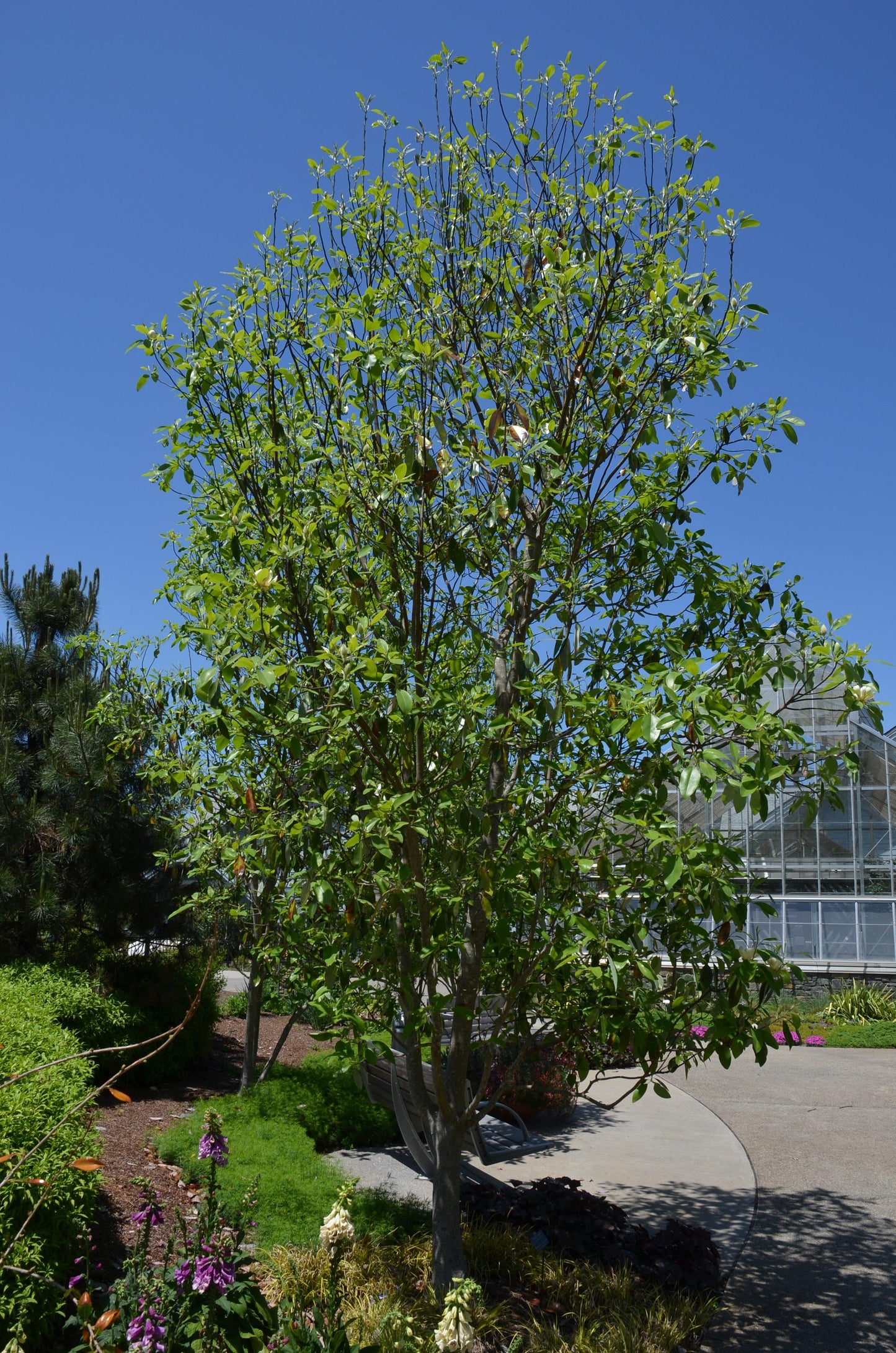 Magnolia Virginiana Multi Stem - View 16 from www redcrocus com