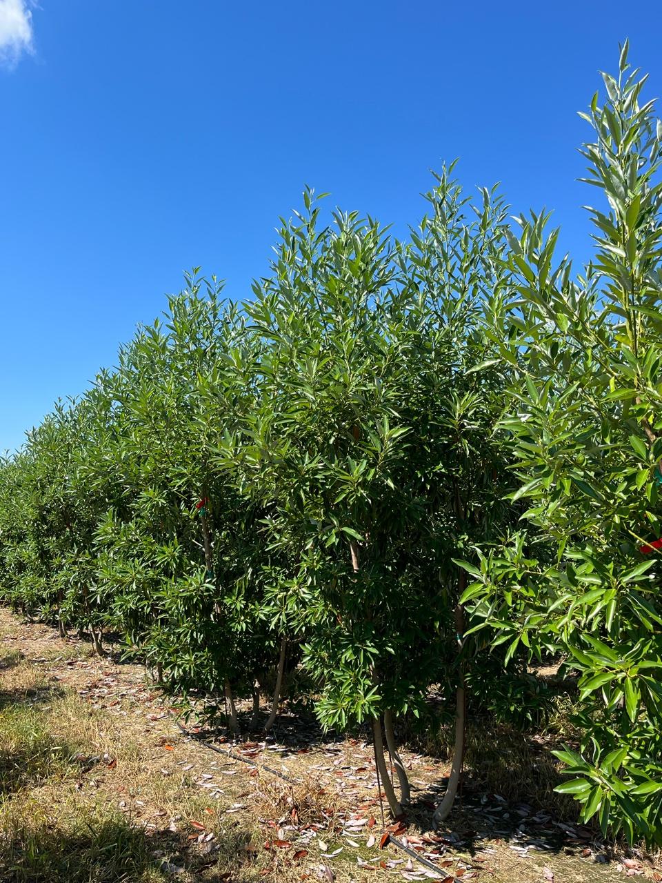 Magnolia Virginiana Multi Stem - View 9 from www redcrocus com