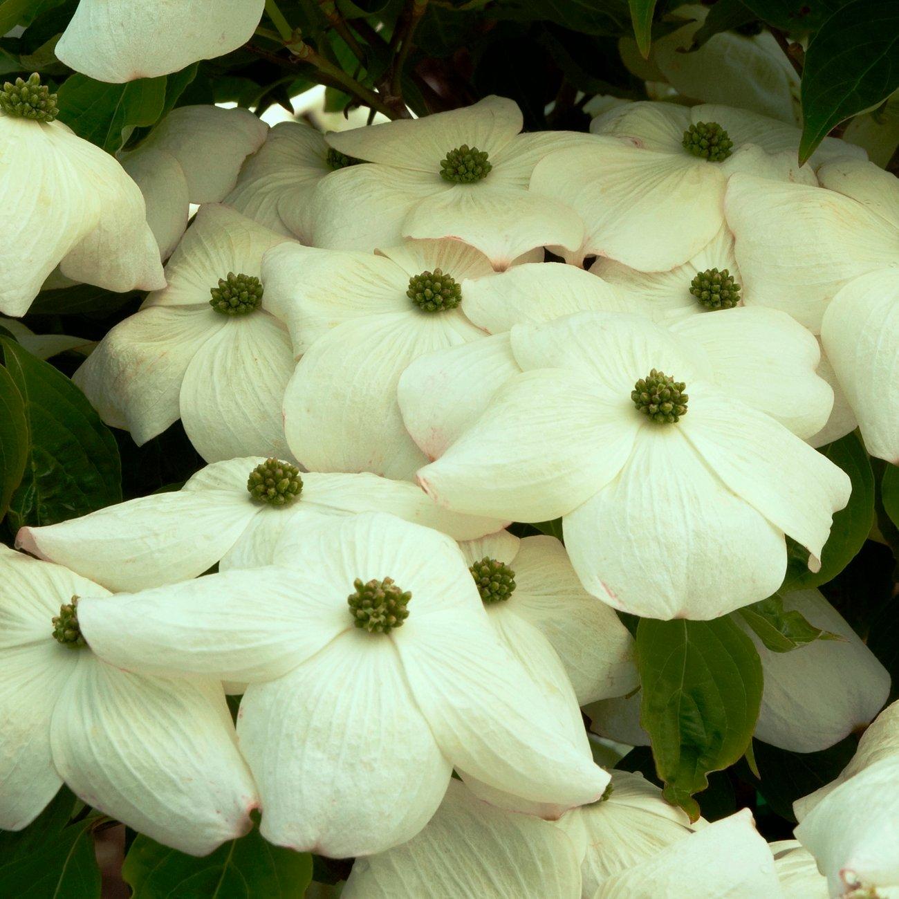 Cornus Rutban Aurora Single Stem - View 1 from www redcrocus com