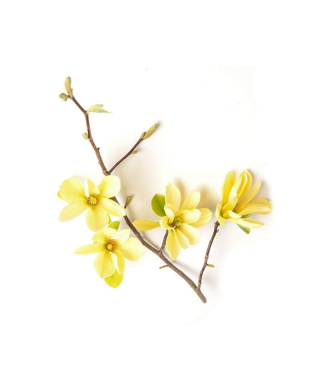Magnolia Acuminata 'butterflies' Single Stem - View 9 from www redcrocus com