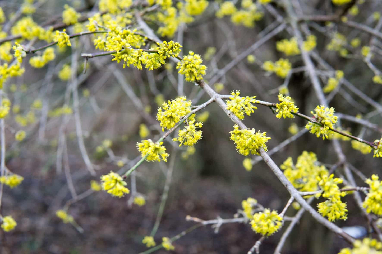 Cornus Mas Golden Glory Single Stem - View 11 from www redcrocus com