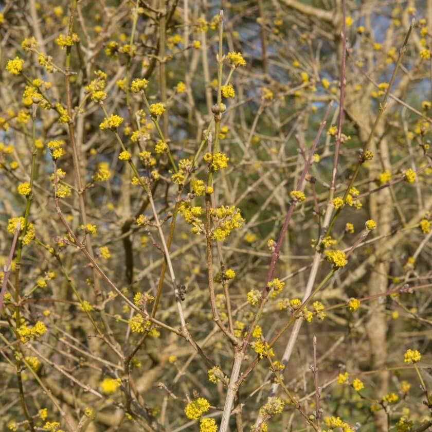 Cornus Mas Golden Glory Single Stem - View 20 from www redcrocus com