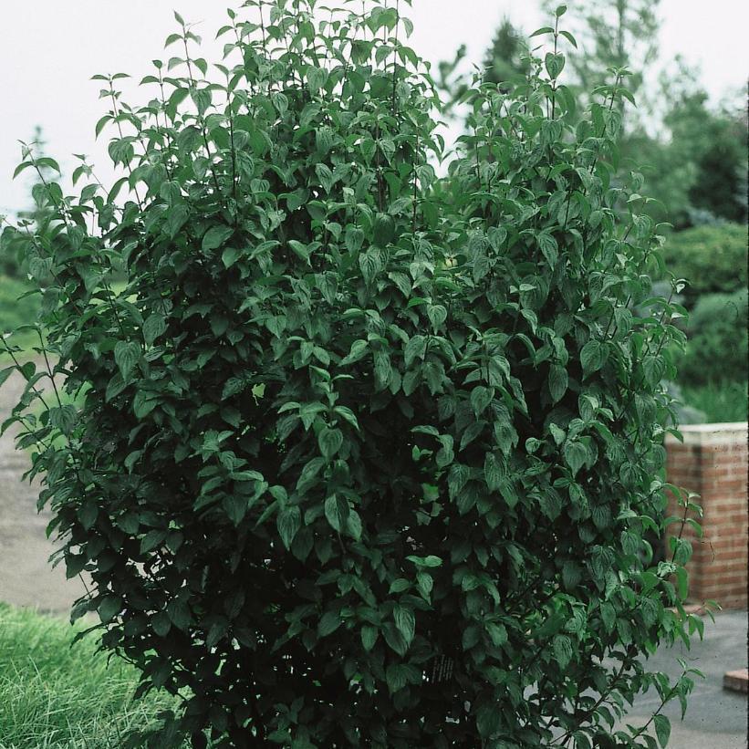 Cornus Mas Golden Glory Single Stem - View 2 from www redcrocus com