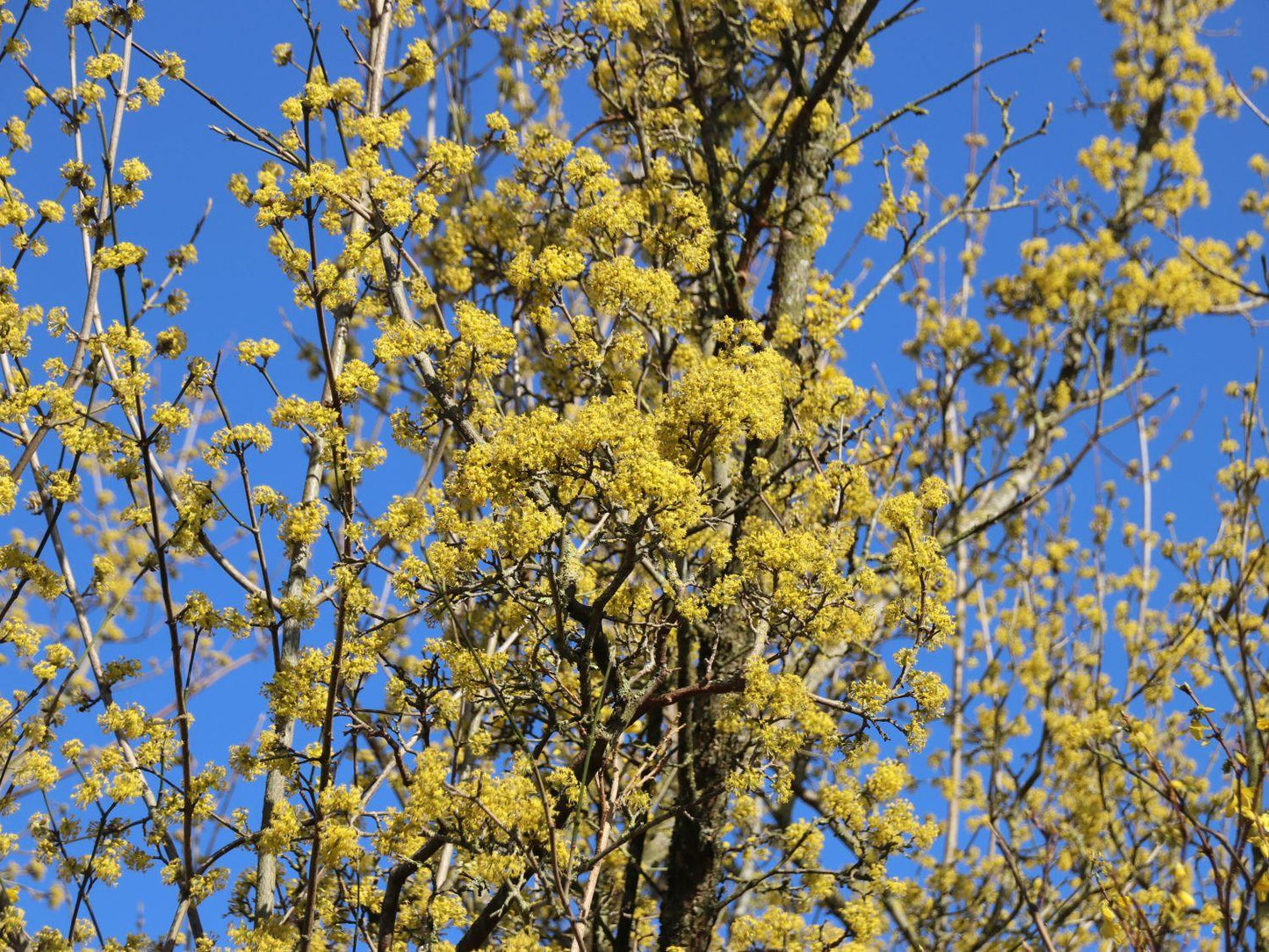 Cornus Mas Golden Glory Single Stem - View 3 from www redcrocus com