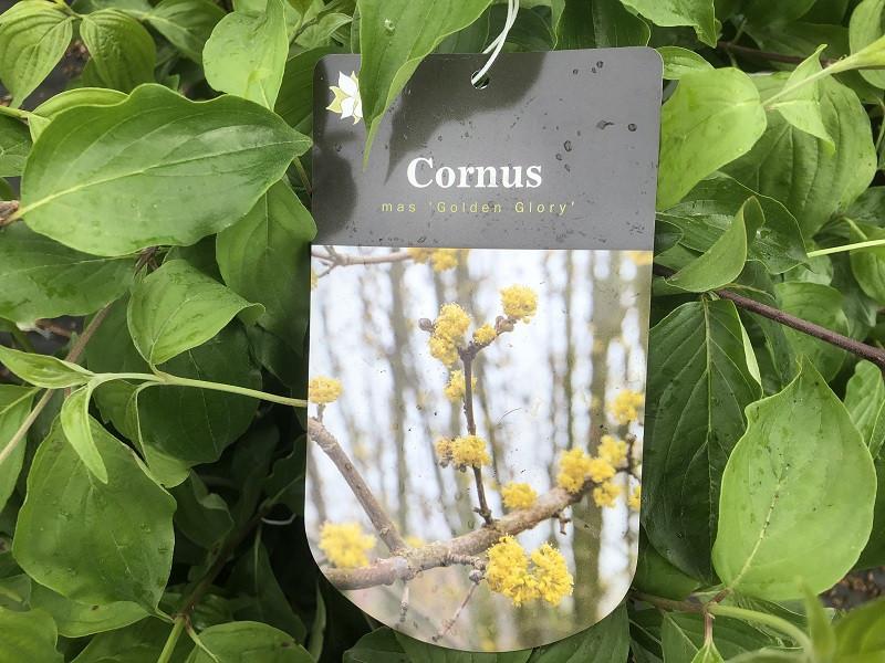 Cornus Mas Golden Glory Single Stem - View 7 from www redcrocus com