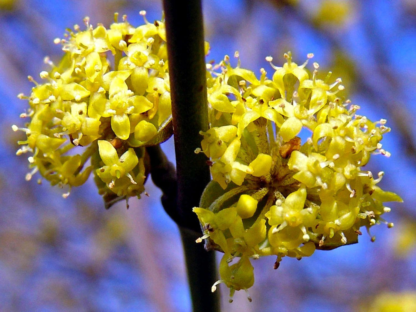 Cornus Mas Golden Glory Single Stem - View 9 from www redcrocus com