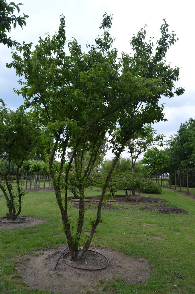 Cornus Mas Multi Stem - View 8 from www redcrocus com