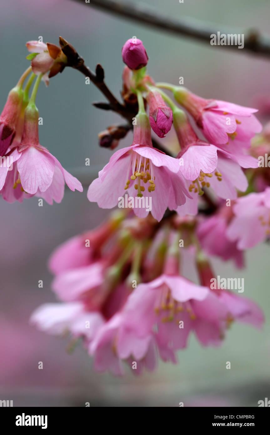 Prunus Campanulata Okame - View 13 from www redcrocus com