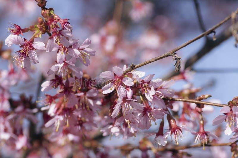 Prunus Campanulata Okame - View 14 from www redcrocus com