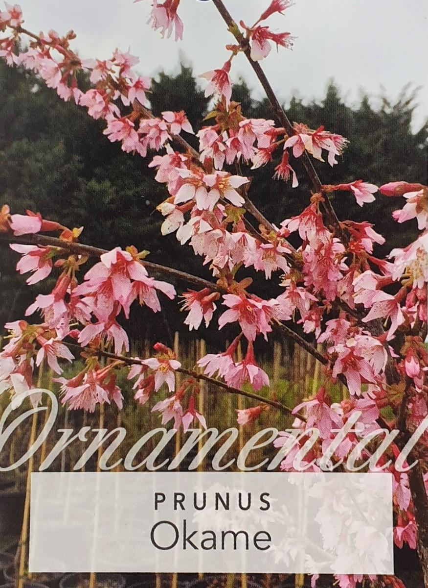 Prunus Campanulata Okame - View 15 from www redcrocus com