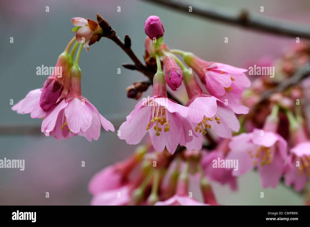 Prunus Campanulata Okame - View 16 from www redcrocus com