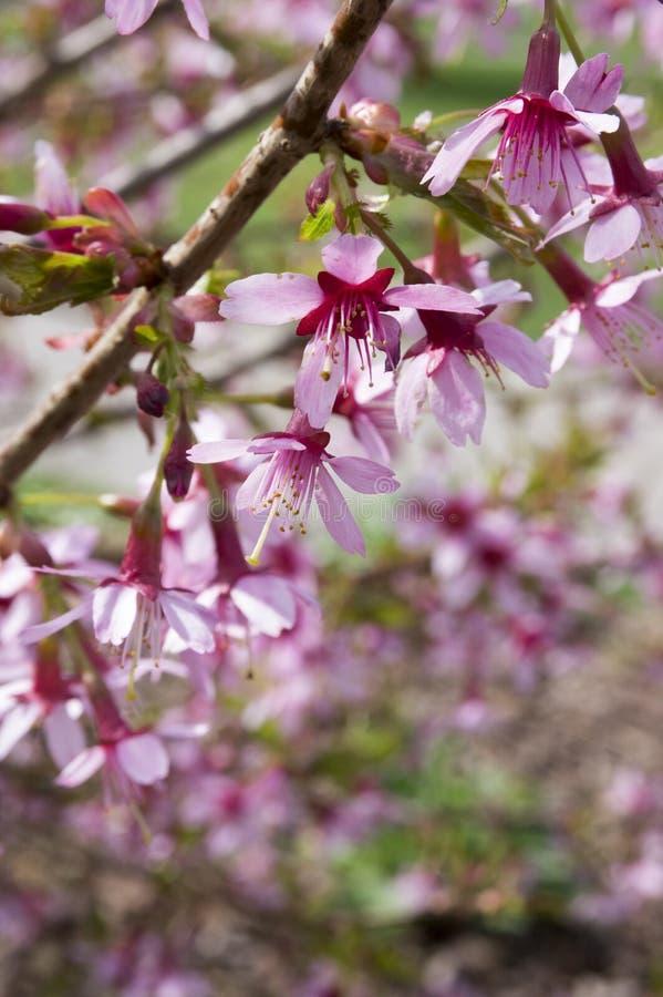 Prunus Campanulata Okame - View 3 from www redcrocus com