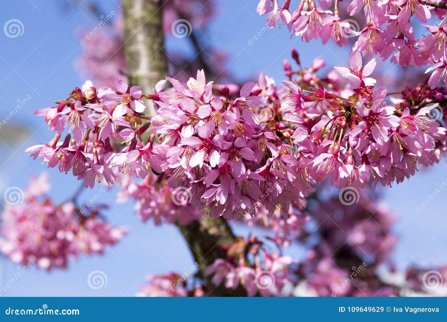 Prunus Campanulata Okame - View 4 from www redcrocus com