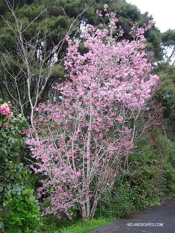 Prunus Campanulata Okame - View 7 from www redcrocus com