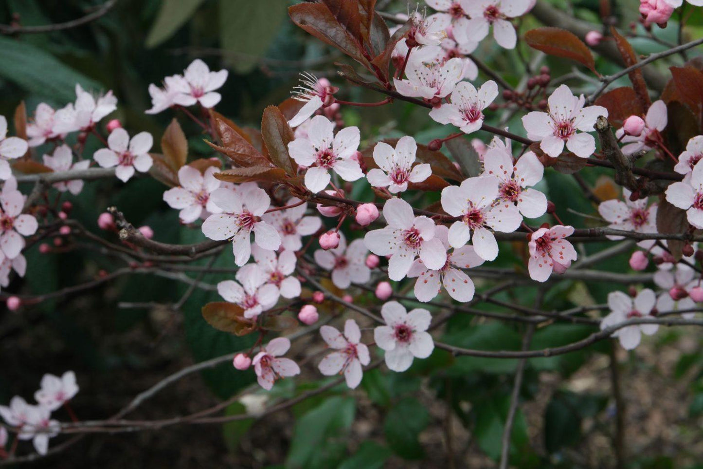 Prunus Cerasifera Kv - View 10 from www redcrocus com