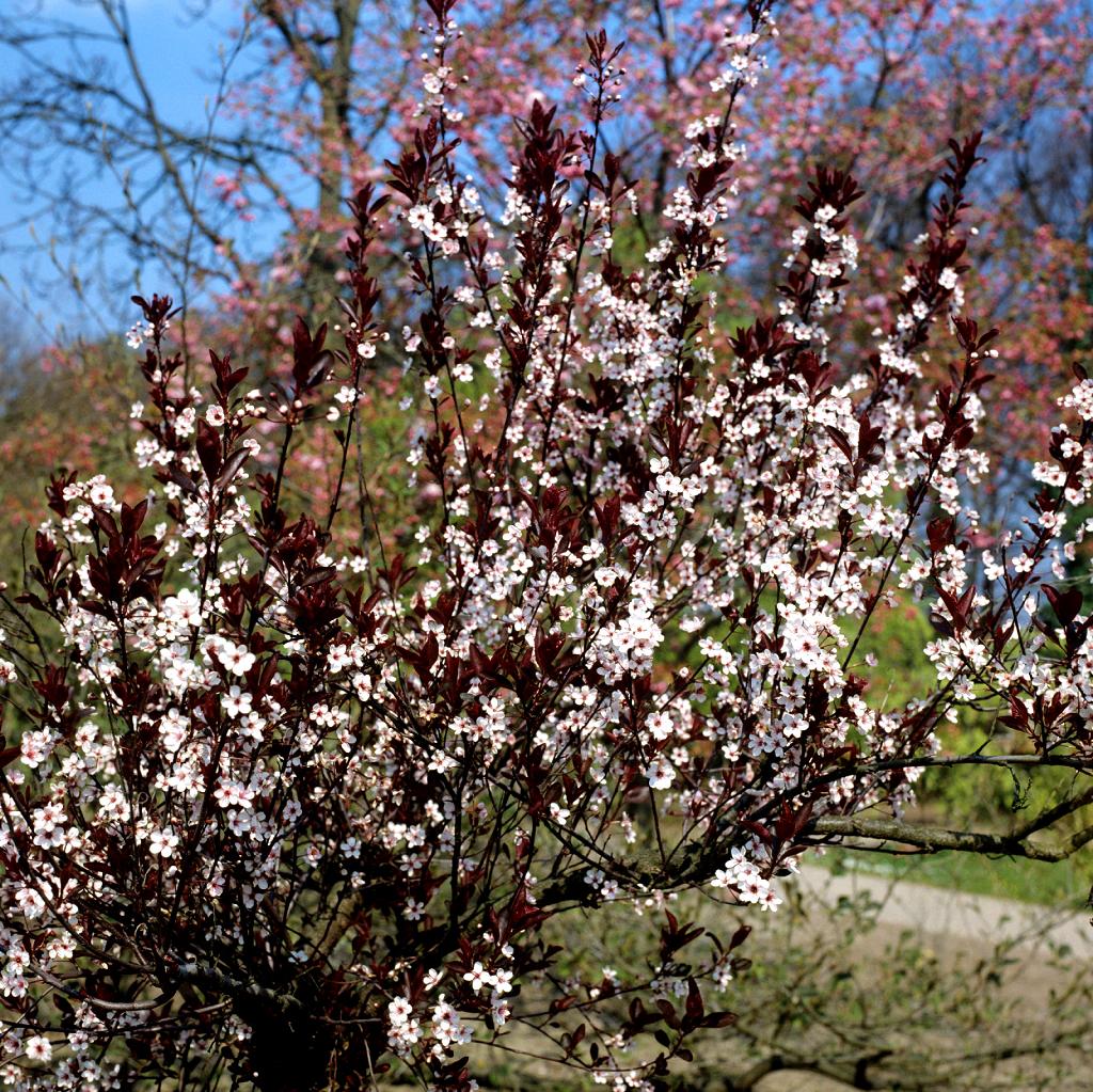 Prunus Cerasifera Kv - View 14 from www redcrocus com