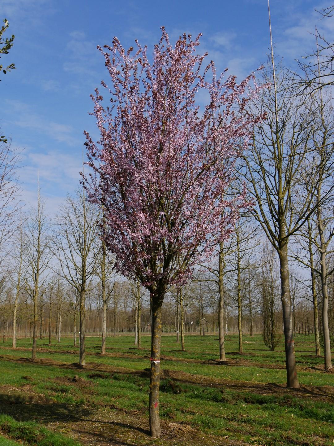 Prunus Cerasifera Kv - View 16 from www redcrocus com